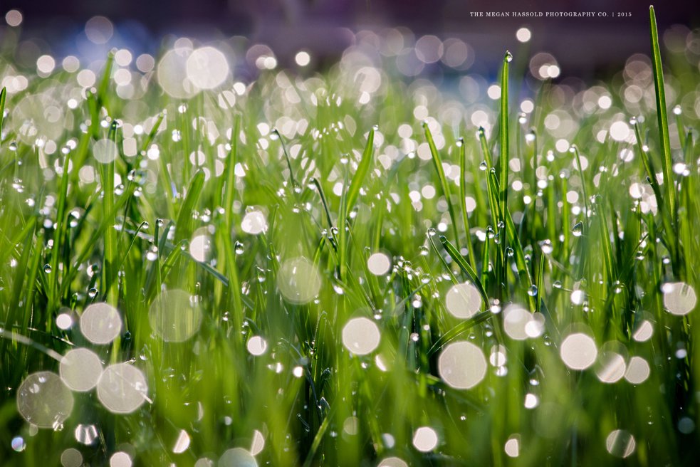 dew-0001-2-WM_WEB