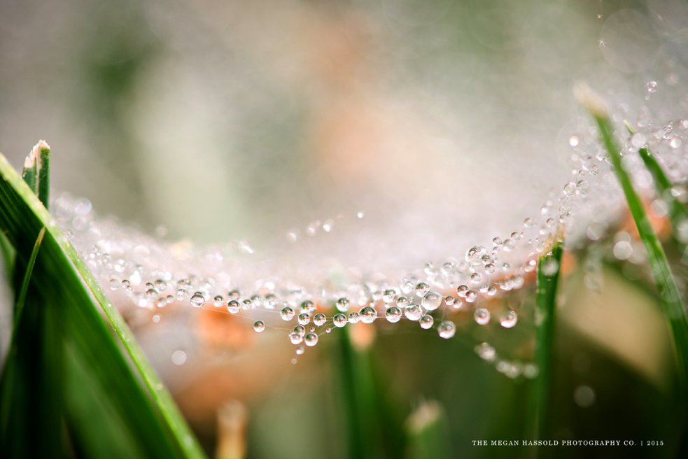 spider web dew-0001-WM_WEB