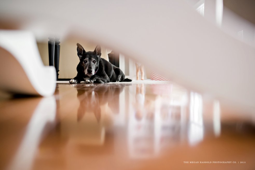 bailey under table-0001-WM_WEB