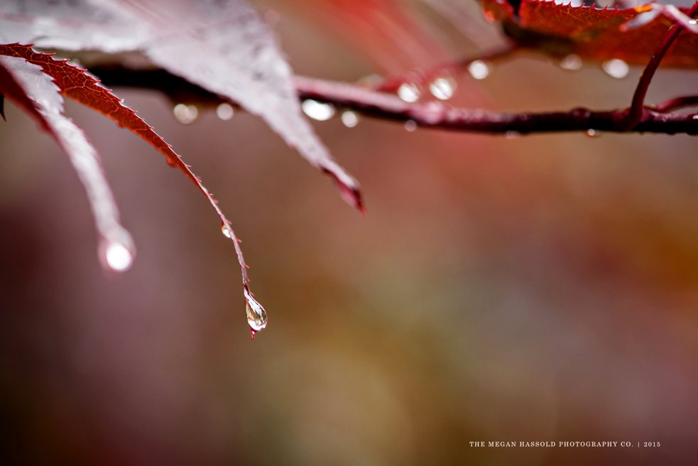 water droplet on leaf-0001-WM_WEB