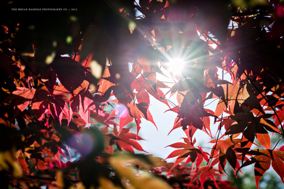 japanese maple flare-0001-WM_WEB